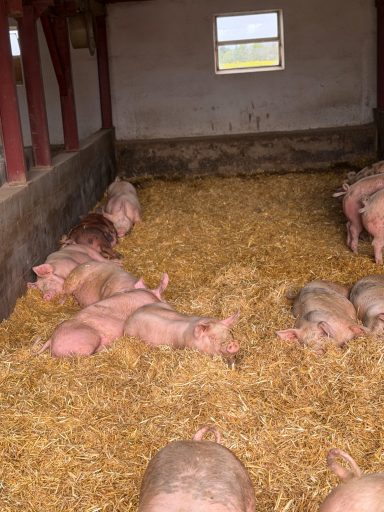 Strohschweine in ihrem Zuhause
